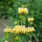 tuinplant PHLOMIS russeliana etagebloem brandkruid hommels, Bodembedekkers, Vaste plant, Ophalen of Verzenden, Halfschaduw