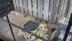 3 jongen Chinese kwartel haantjes natuurbroed, Dieren en Toebehoren, Ophalen of Verzenden, Zo goed als nieuw, Minder dan 65 cm