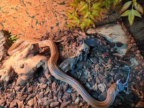 Grote rattenslang  man tessera, Dieren en Toebehoren, Reptielen en Amfibieën, Hagedis