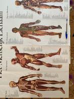 Anatomie Poster - Het Menselijk Lichaam, Antiek en Kunst, Antiek | Schoolplaten, Ophalen of Verzenden, Natuur en Biologie