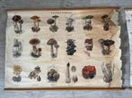 Oude schoolplaten paddenstoelen 100x70cm, Ophalen of Verzenden, Natuur en Biologie