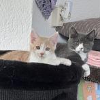 2 speelse Maine Coon × Britse Korthaar katertjes, Dieren en Toebehoren, Katten en Kittens | Raskatten | Korthaar, Kater, Gechipt