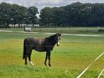 Jaarling welsh a, Dieren en Toebehoren, Stalling en Weidegang