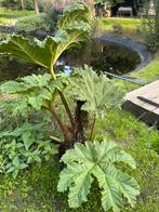 Gunnera Manicata, Tuin en Terras, Ophalen, Overige soorten