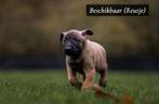 Hollandse Herder x Mechelse Herder pups, 8 tot 15 weken, CDV (hondenziekte), Meerdere, Meerdere dieren