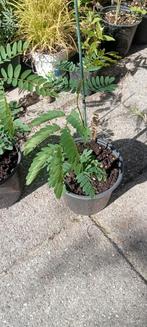 Leucaena leucocephala - Witte Mimosa planten, Ophalen of Verzenden, Volle zon, Overige soorten, Minder dan 100 cm