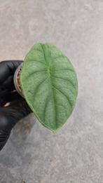 Alocasia Nebula Imperialis, Ophalen of Verzenden, Halfschaduw, Minder dan 100 cm