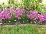 Armeria maritima engels gras groenblijvend, Ophalen, Vaste plant, Siergrassen, Halfschaduw