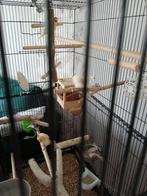 Kooi en 5 kanaries  en toebehoren, Meerdere dieren