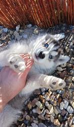 Blue Eyed Black & White Unique Siberian Husky Champion Puppy, Dieren en Toebehoren, Honden | Poolhonden, Keeshonden en Oertypen