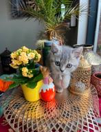 Aangeboden lieve britse korthaar kittens x Europees, Dieren en Toebehoren, Katten en Kittens | Overige Katten, Kortharig, 0 tot 2 jaar
