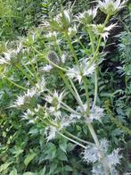 zaden Eryngium giganteum, Verzenden, Voorjaar, Volle zon, Zaad