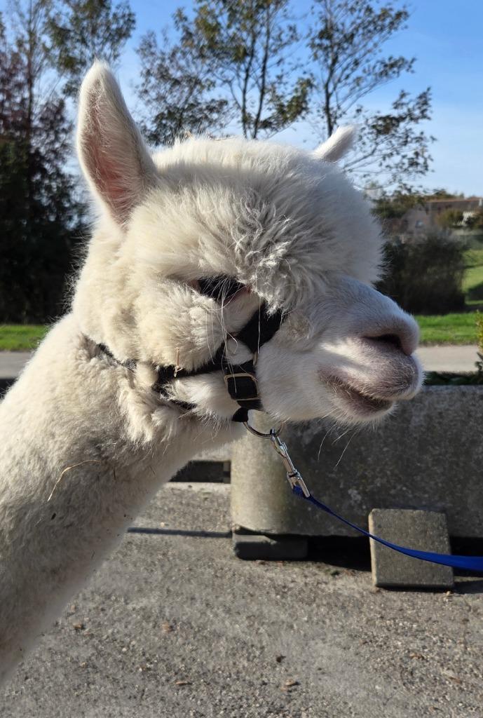 Drachtige alpaca merrie, Dieren en Toebehoren, Overige Dieren, Vrouwelijk, Juni