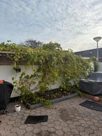 Druiven takken, Ophalen of Verzenden