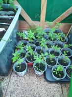 Cocktail, Tuin en Terras, Planten | Tuinplanten, Volle zon, Groenteplanten, Eenjarig, Ophalen of Verzenden