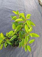 Prunus lusitanica angustifolia-- portugese laurier 40-50 cm, Ophalen, Vaste plant, Overige soorten, Halfschaduw