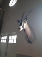 oryx opgezet, Ophalen, Zo goed als nieuw, Wild dier, Gewei of Kop