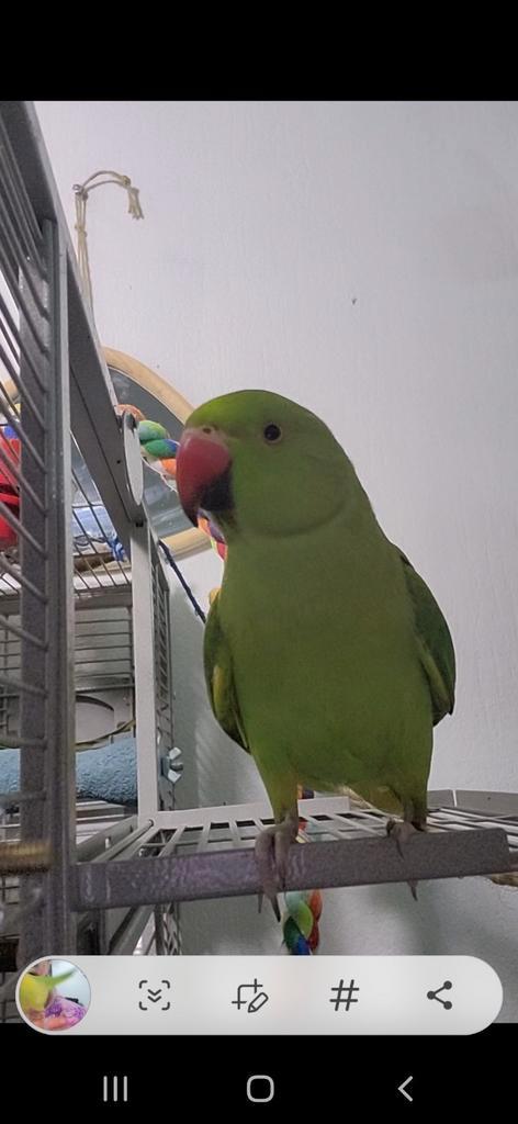 VERMIST halsbandparkiet te Zeist, Dieren en Toebehoren, Vogels | Parkieten en Papegaaien, Parkiet, Mannelijk