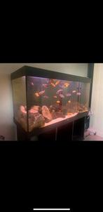 Aquarium, Dieren en Toebehoren, Vissen | Aquaria en Toebehoren, Ophalen, Gevuld zoetwateraquarium