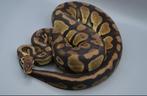 Python Regius - Pastel Het Desert Ghost vrouwen, Dieren en Toebehoren, Reptielen en Amfibieën, Slang, Tam