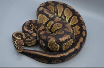 Python Regius - Pastel Het Desert Ghost vrouwen beschikbaar voor biedingen