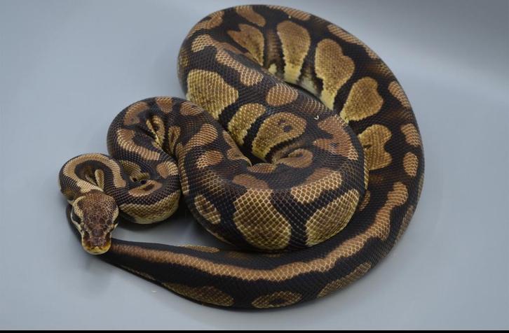 Python Regius - Pastel Het Desert Ghost vrouwen, Dieren en Toebehoren, Reptielen en Amfibieën, Slang, Tam