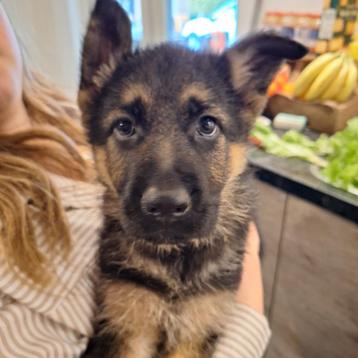 Duitse herder pups beschikbaar voor biedingen