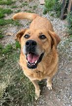 Micquel – een trouwe leider met een hart van goud, 6 jaar of ouder, Particulier, Reu, Buitenland