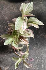 Stek Tradescantie "Lavender", Ophalen of Verzenden, Overige soorten, Minder dan 100 cm