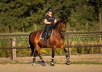 Prachtige 8 jarige merrie Glocks toto junior x Rousseau, Dieren en Toebehoren, Paarden, Merrie, Dressuurpaard