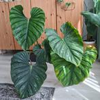 Gigantische Philodendron Plowmanii, Ophalen, Overige soorten, Minder dan 100 cm