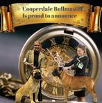 Bullmastiff Pups, Dieren en Toebehoren, Parvo, Overige rassen, 8 tot 15 weken, Meerdere