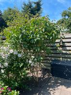Sering boom wit bloeiend, Tuin en Terras, Planten | Bomen, Overige soorten, Lente, 100 tot 250 cm, Ophalen