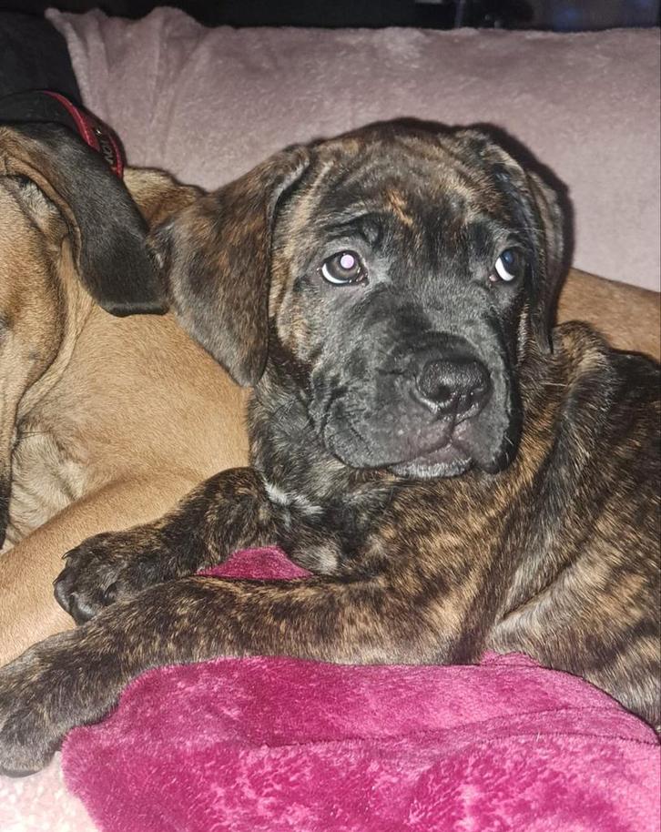 Nog  1 teefje canecorso pup, Dieren en Toebehoren, Honden | Bulldogs, Pinschers en Molossers, Meerdere dieren, Overige rassen