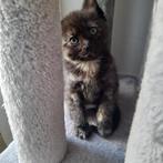 Super lief kitten kruising Ragdoll/Noorse Boskat Eur Korthaa, Meerdere dieren, Ontwormd, 0 tot 2 jaar