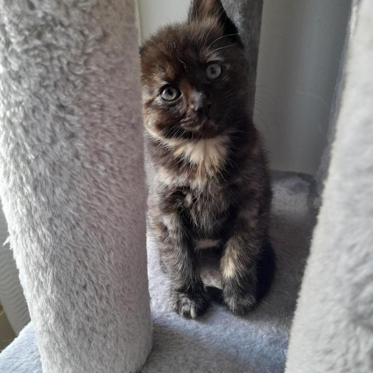 Super lief kitten kruising Ragdoll/Noorse Boskat Eur Korthaa, Dieren en Toebehoren, Katten en Kittens | Raskatten | Langhaar, Meerdere dieren