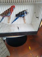 Te koop stel  pennanten bieden vanaf 90 euro, Dieren en Toebehoren, Vogels | Parkieten en Papegaaien, Meerdere dieren, Parkiet
