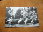 RHENEN ::::  OUWEHANDS DIERENPARK  - FLAMINGOVIJVER, Ophalen of Verzenden, 1960 tot 1980, Gelopen, Utrecht