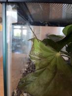 Nimfen indische wandelende takken, Dieren en Toebehoren, Wandelende tak