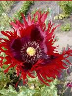 Papaver somniferum Turkish Red zaden, Ophalen of Verzenden, Najaar, Volle zon, Zaad