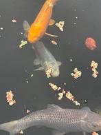 Koi vissen, Dieren en Toebehoren, Vissen | Vijvervissen, Karper of Koi