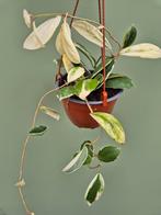 Hoya Incrassata Albomarginata p15, Huis en Inrichting, Kamerplanten, Ophalen of Verzenden, Halfschaduw, Minder dan 100 cm