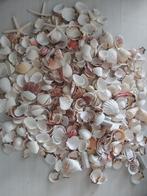 Schelpen uit dure winkel, Ophalen, Zo goed als nieuw