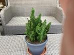Mooie cactusplant., Volle zon, Vaste plant, Zomer, Ophalen