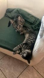 2 kittens te koop tijgerprint, Dieren en Toebehoren, Katten en Kittens | Overige Katten, Poes
