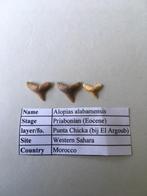 Haaientanden set (23 stuks) + wervels uit El Argoub (Marokko, Ophalen of Verzenden, Fossiel