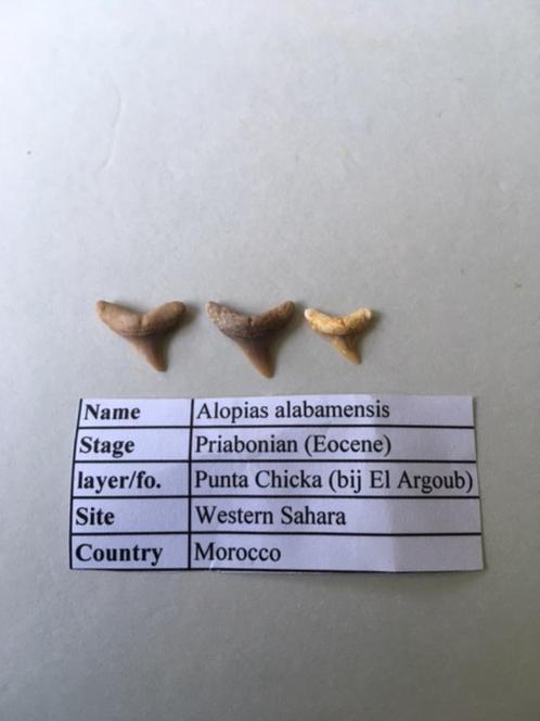 Haaientanden set (23 stuks) + wervels uit El Argoub (Marokko, Verzamelen, Mineralen en Fossielen, Fossiel, Ophalen of Verzenden