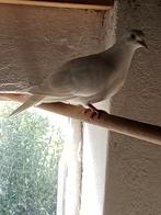 Bewezen koppel witte lachduifjes, tortelduifjes, Meerdere dieren, Overige soorten