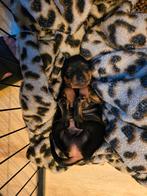 Mooie gezonde dwerg pincher puppies, Overige rassen, CDV (hondenziekte), 8 tot 15 weken, Meerdere