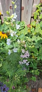 Ridderspoor mix, Tuin en Terras, Bloembollen en Zaden, Ophalen of Verzenden, Voorjaar, Volle zon, Zaad